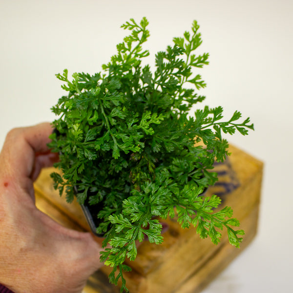 Bolbitis Heteroclita Difformis