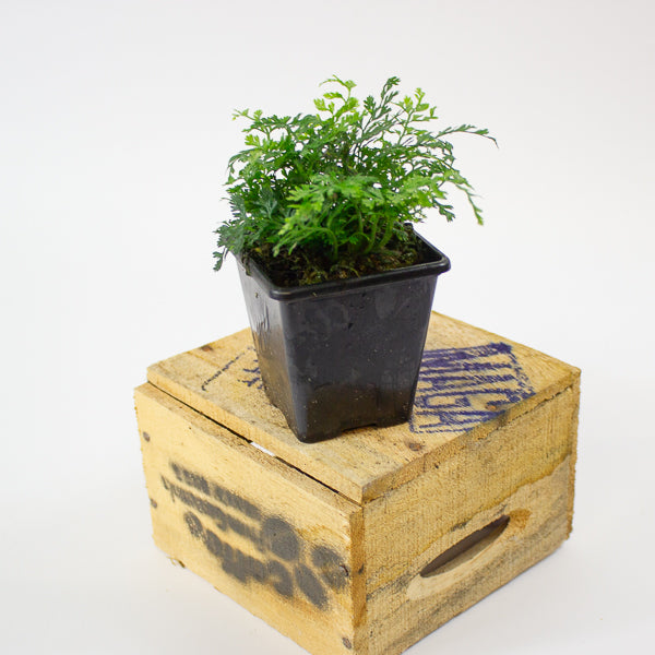 Bolbitis Heteroclita Difformis