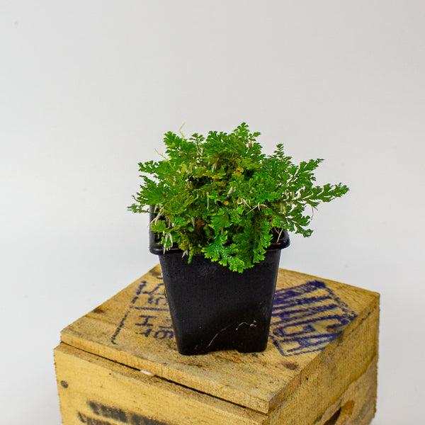 Selaginella uncinata (Peacock Spike Moss)