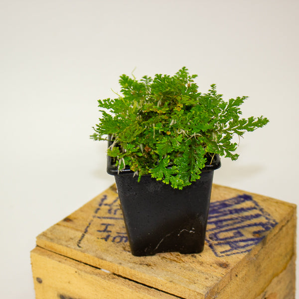 Selaginella uncinata (Peacock Spike Moss)