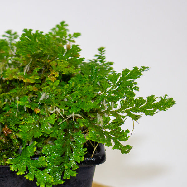 Selaginella uncinata (Peacock Spike Moss)