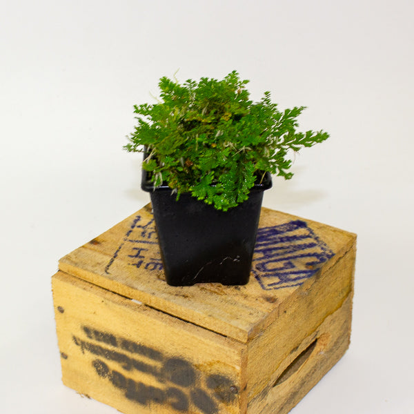 Selaginella uncinata (Peacock Spike Moss)