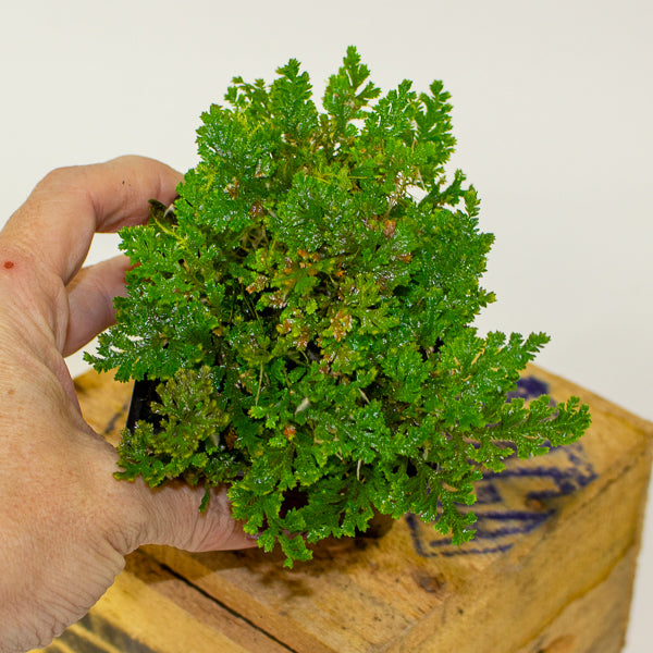 Selaginella uncinata (Peacock Spike Moss)