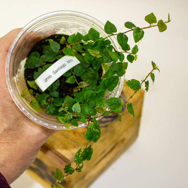 Philodendron mini santiago