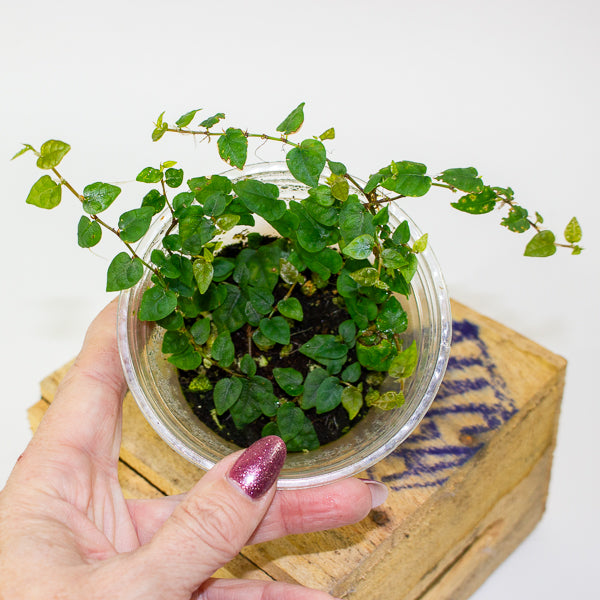 Philodendron mini santiago