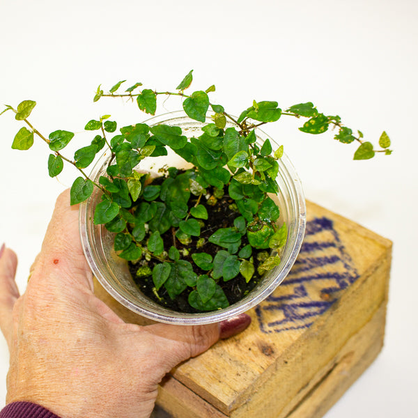 Philodendron mini santiago