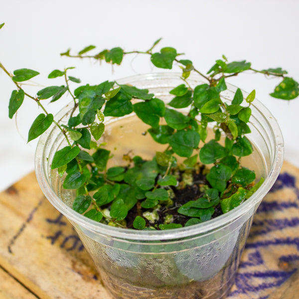 Philodendron mini santiago