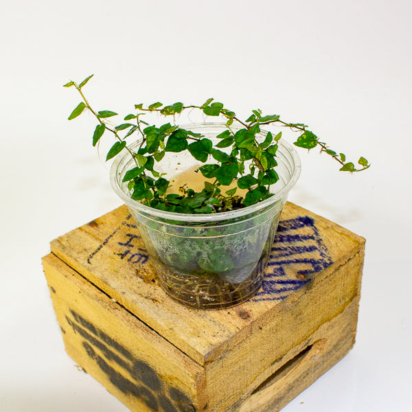 Philodendron mini santiago