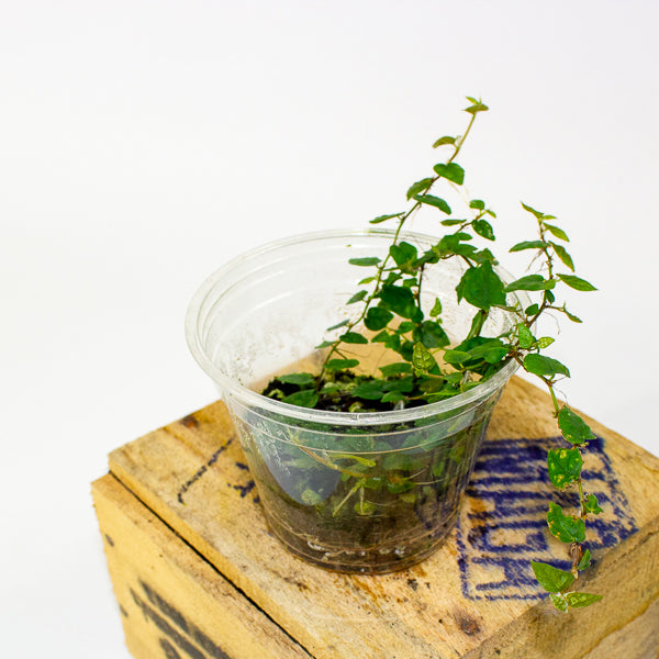 Philodendron mini santiago