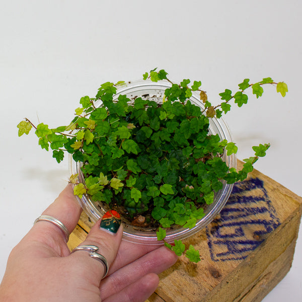 Ficus quercifolia (Oak Leaf Ficus)