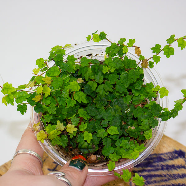 Ficus quercifolia (Oak Leaf Ficus)