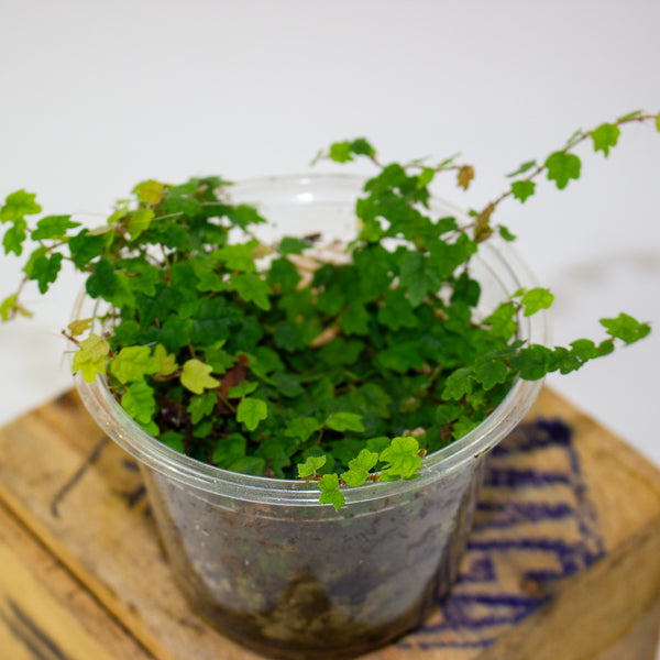 Ficus quercifolia (Oak Leaf Ficus)