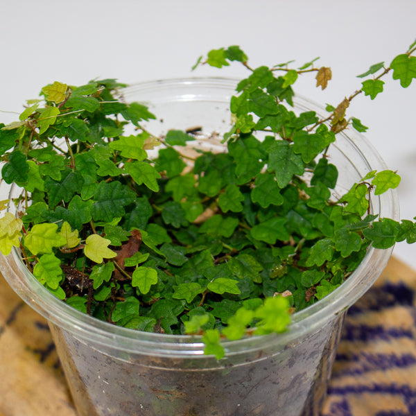 Ficus quercifolia (Oak Leaf Ficus)