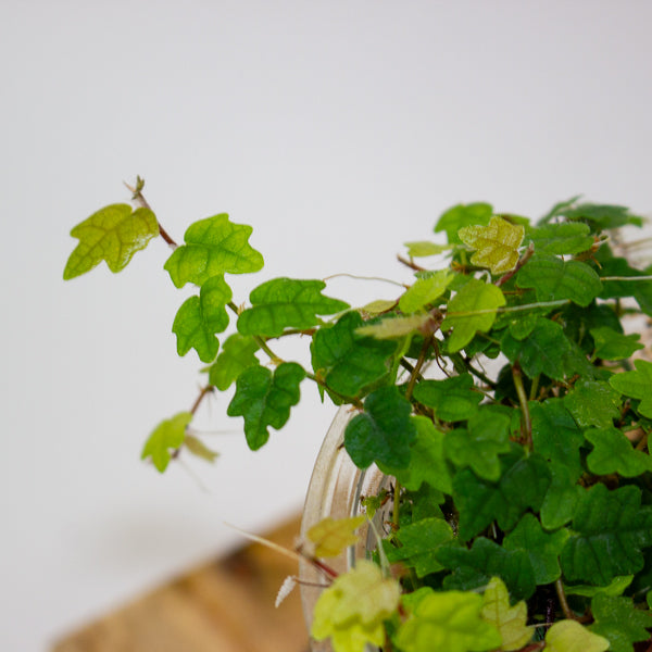 Ficus quercifolia (Oak Leaf Ficus)