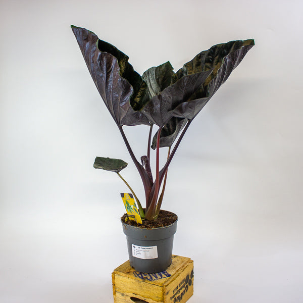 Alocasia chienlii 'Antoro Velvet' 14cm H50cm