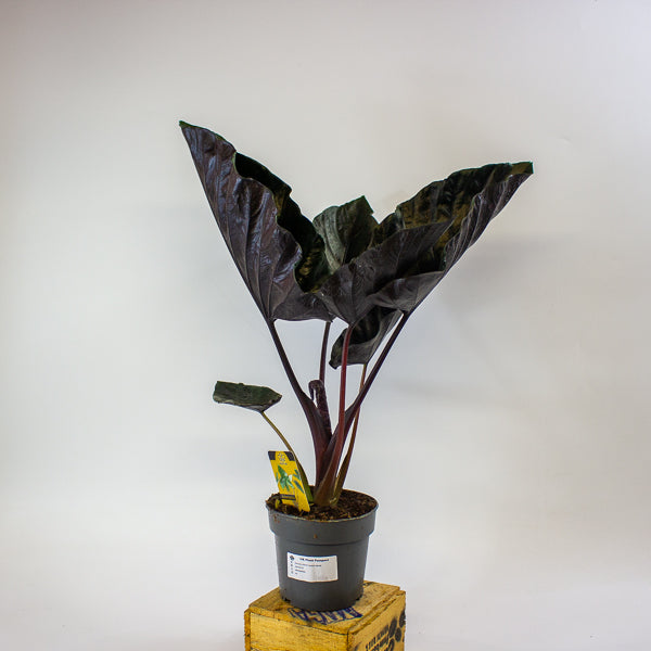 Alocasia chienlii 'Antoro Velvet' 14cm H50cm
