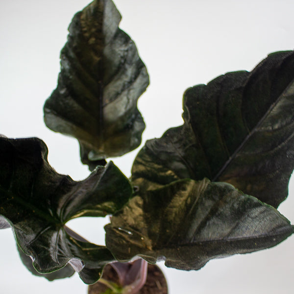 Alocasia chienlii 'Antoro Velvet' 14cm H50cm