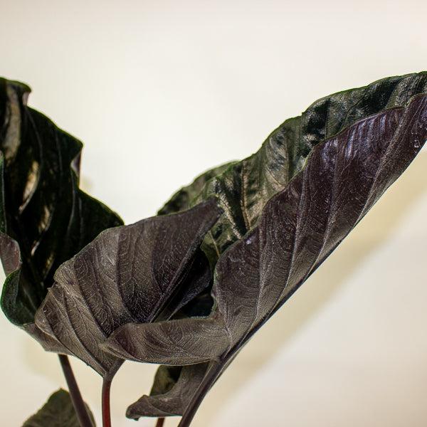 Alocasia chienlii 'Antoro Velvet' 14cm H50cm