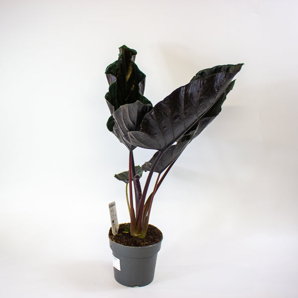 Alocasia chienlii 'Antoro Velvet' 14cm H50cm