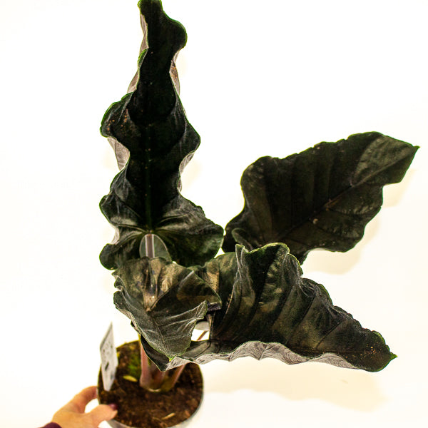 Alocasia chienlii 'Antoro Velvet' 14cm H50cm