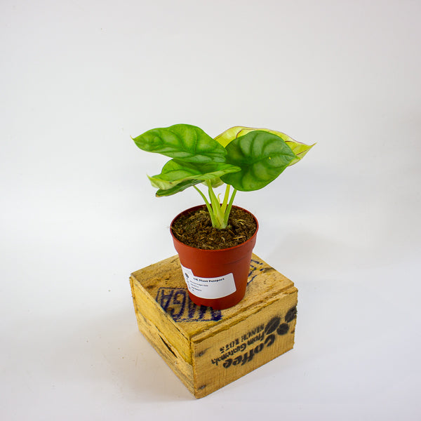 Alocasia Dragon Gold 9cm H15cm