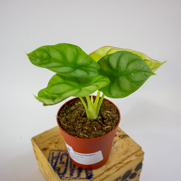 Alocasia Dragon Gold 9cm H15cm