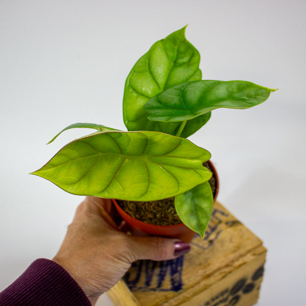 Alocasia Dragon Gold 9cm H15cm