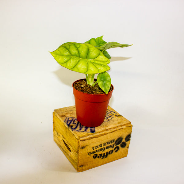 Alocasia Dragon Gold 9cm H15cm