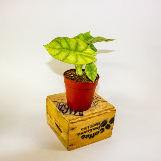 Alocasia Dragon Gold 9cm H15cm