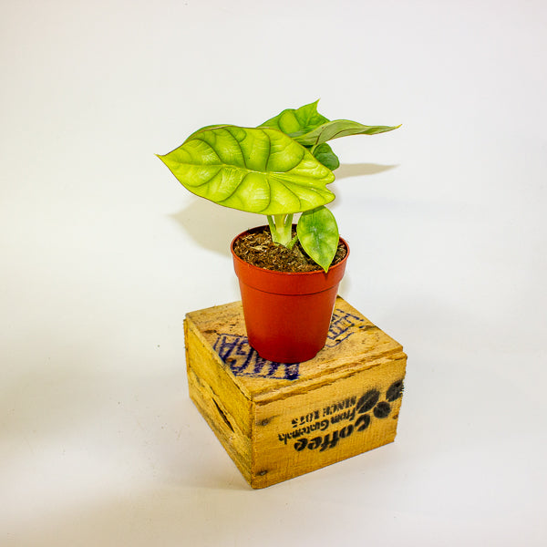 Alocasia Dragon Gold 9cm H15cm