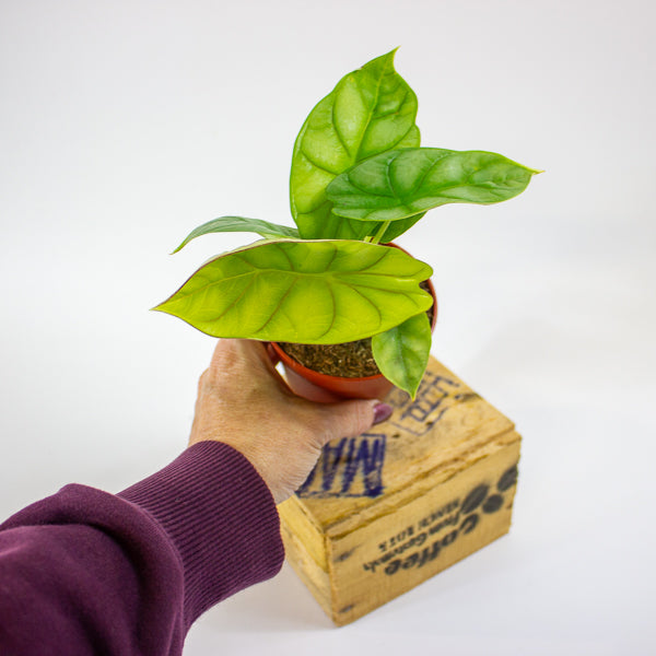 Alocasia Dragon Gold 9cm H15cm