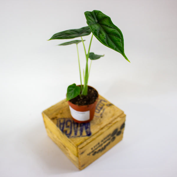 Alocasia 'Dragon Scale' 7cm H15cm