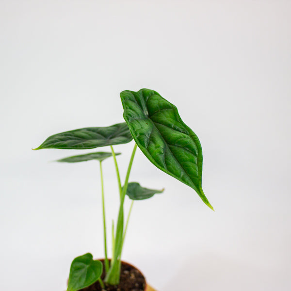 Alocasia 'Dragon Scale' 7cm H15cm