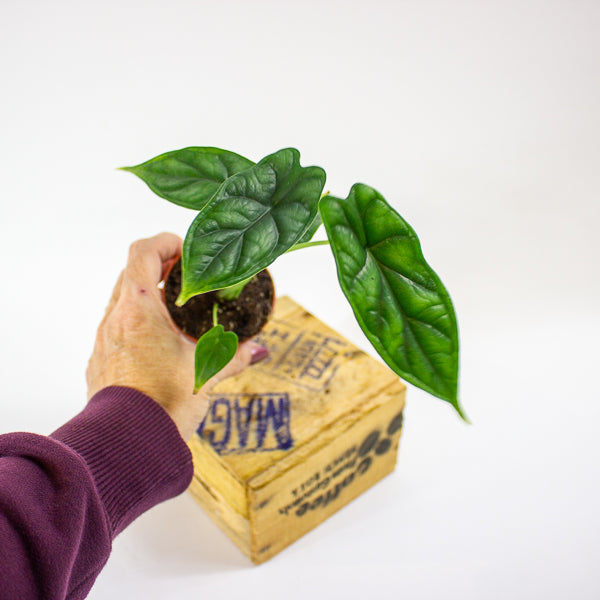 Alocasia 'Dragon Scale' 7cm H15cm