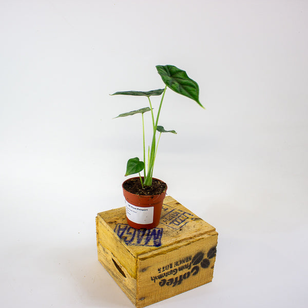 Alocasia 'Dragon Scale' 7cm H15cm