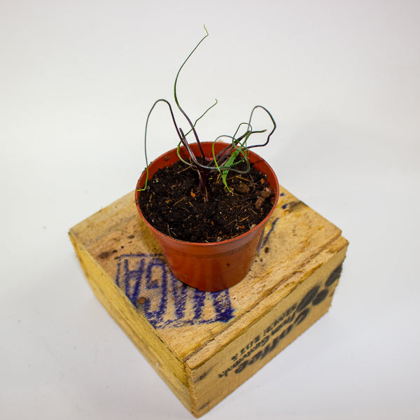 Alocasia flying squid 8cm H10cm