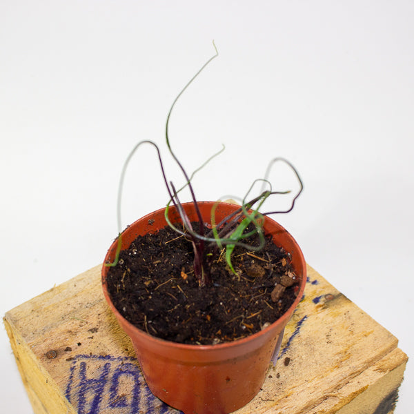 Alocasia flying squid 8cm H10cm