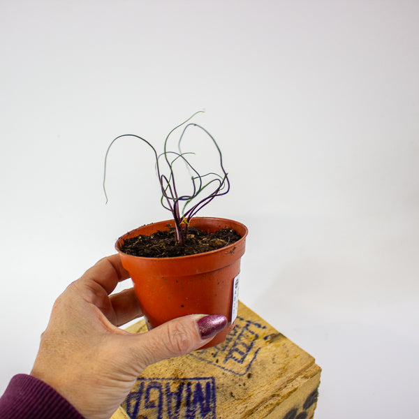 Alocasia flying squid 8cm H10cm