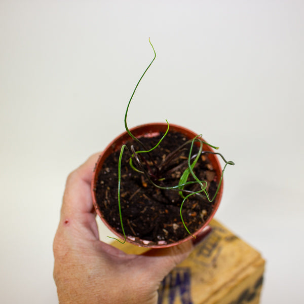 Alocasia flying squid 8cm H10cm