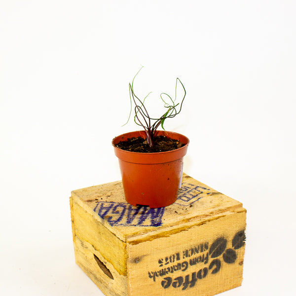 Alocasia flying squid 8cm H10cm