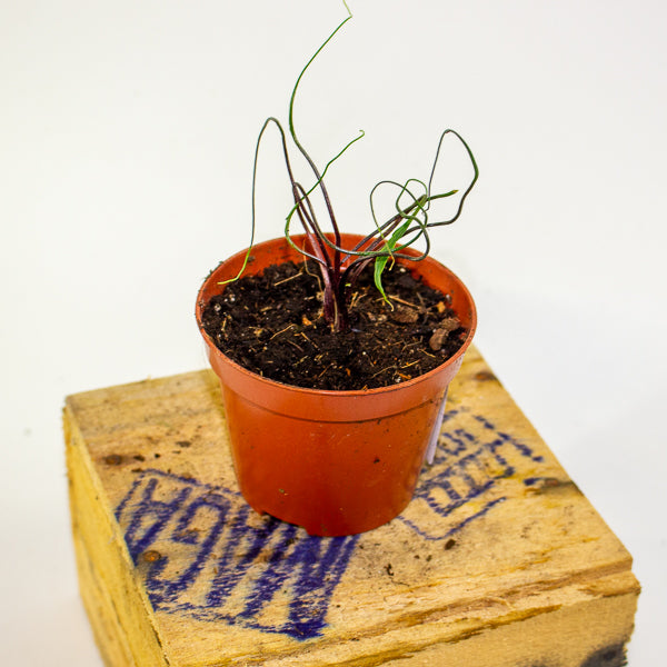 Alocasia flying squid 8cm H10cm