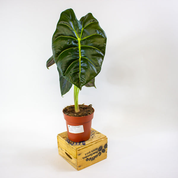 Alocasia Golden Bone 12cm H35cm