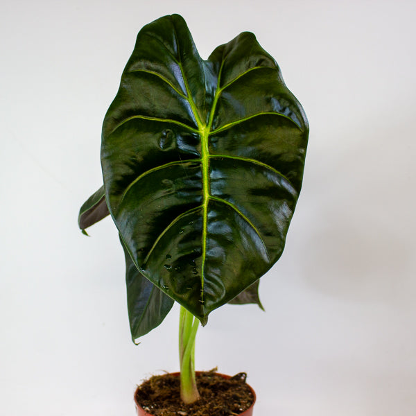 Alocasia Golden Bone 12cm H35cm