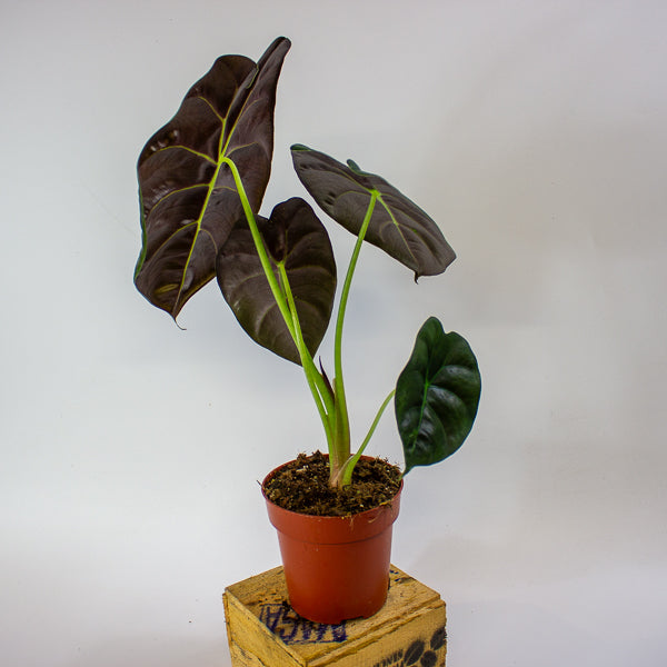 Alocasia Golden Bone 12cm H35cm