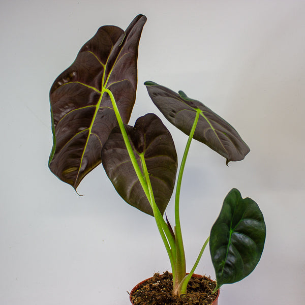 Alocasia Golden Bone 12cm H35cm