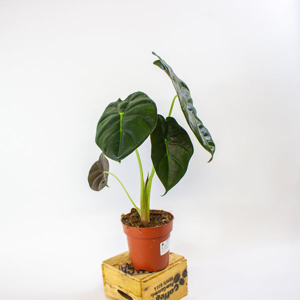 Alocasia Golden Bone 12cm H35cm