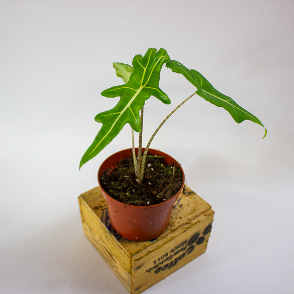 Alocasia portei