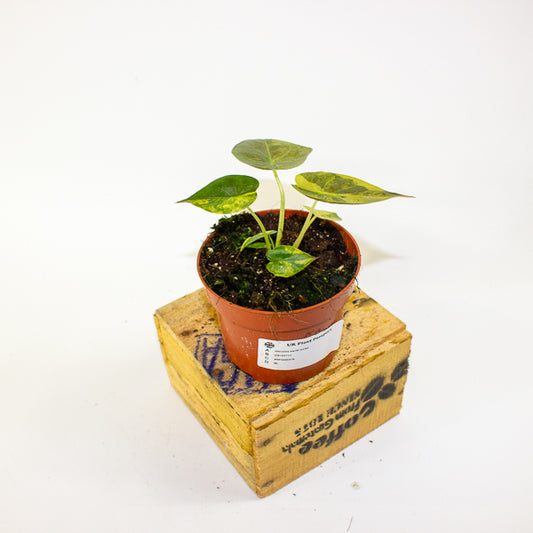 Alocasia wentii aurea 10.5cm H15cm