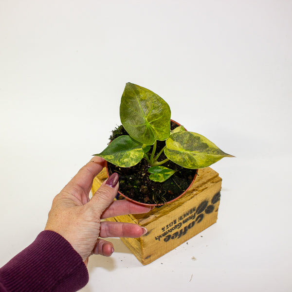 Alocasia wentii aurea 10.5cm H15cm