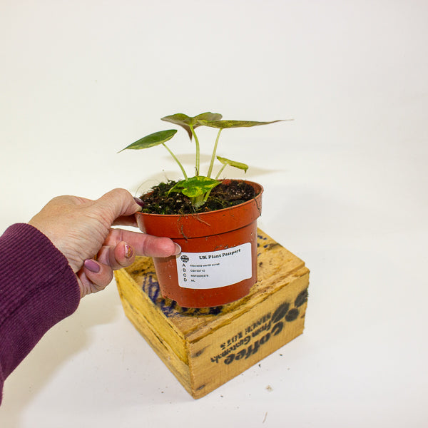 Alocasia wentii aurea 10.5cm H15cm